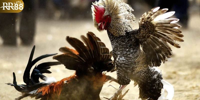 Tìm hiểu vài nét hay về sảnh game đá gà RR88