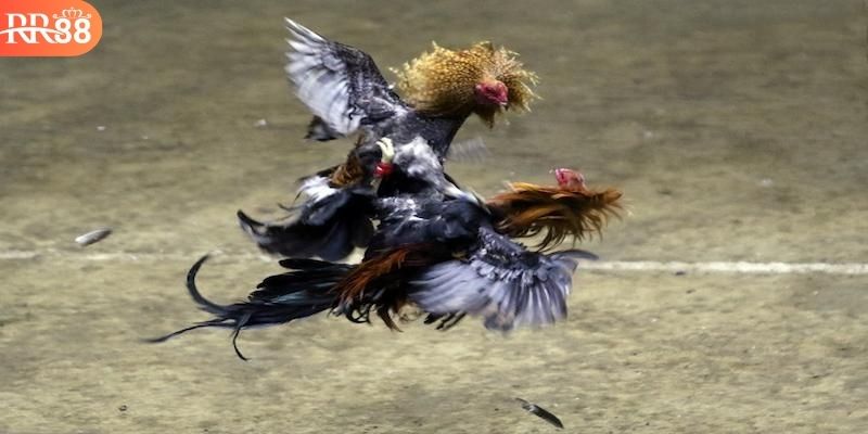 Ưu điểm nổi bật nhất của sảnh đá gà RR88