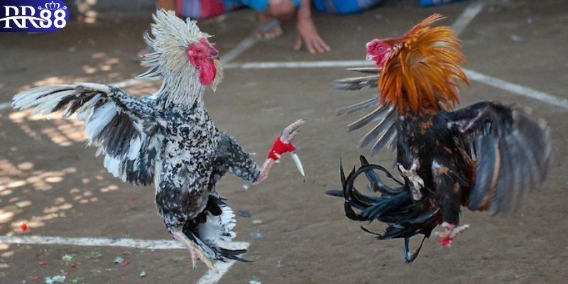 Tổng hợp các trường đá gà RR88 đã góp mặt