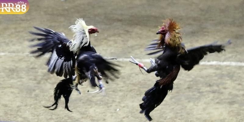 Giới thiệu tổng quan về đá gà trực tiếp c2