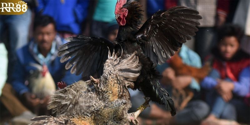 Sức hút của sảnh game đá gà trực tiếp c2