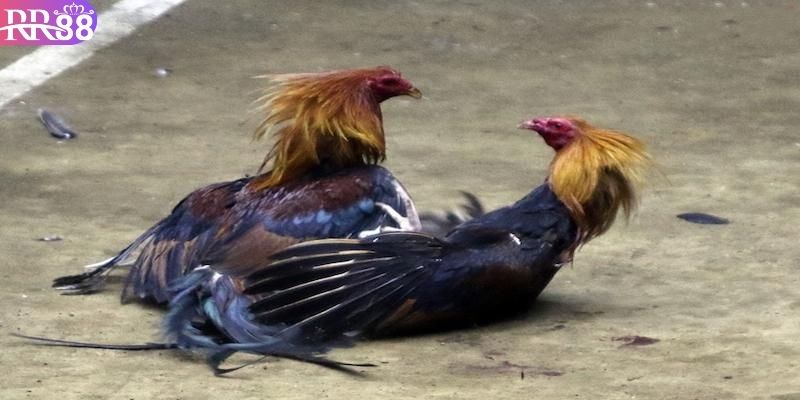 Danh sách kèo cược phong phú trong đá gà trực tiếp C2